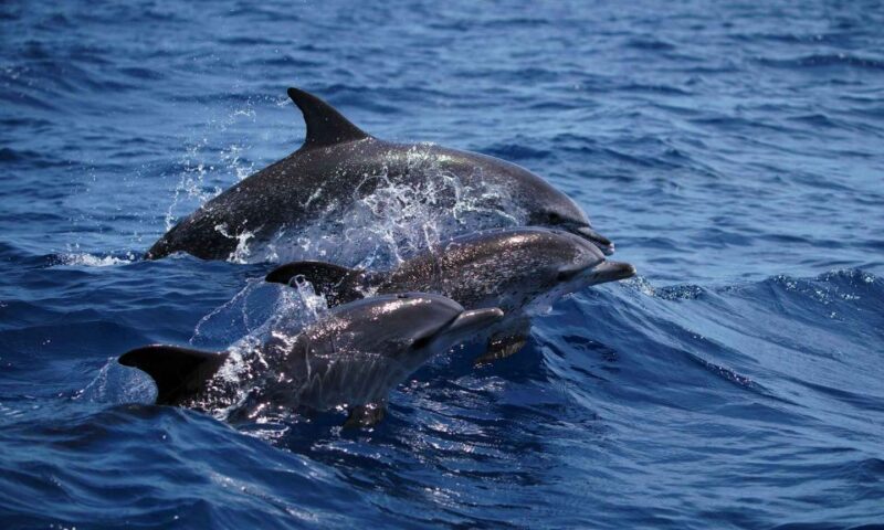 Funchal: Dolphin and Whale Watching Cruise - Funchal: Dolphin and Whale Watching Cruise — Authentic Marine Encounters in Madeira
