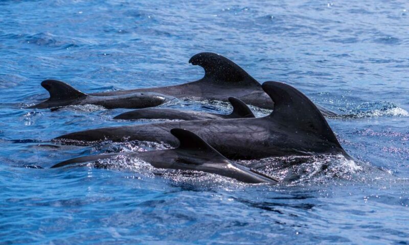 Funchal: Dolphin and Whale Watching Cruise - FAQs