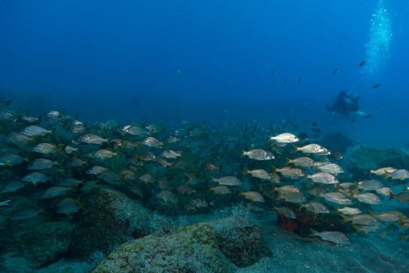 Funchal: DPV- Scooter Dive Adventure - An In-Depth Look at the Funchal DPV- Scooter Dive Adventure