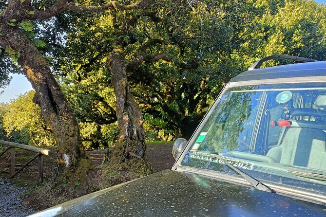 Funchal: Experiência 4WD Skywalk para Seixal Porto Moniz, Fanal - Authentic Experiences Shared by Travelers