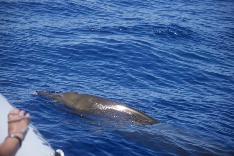 Funchal: Guarantee Wild Dolphin&Whale Watching by RIB - A Close Look at the Experience
