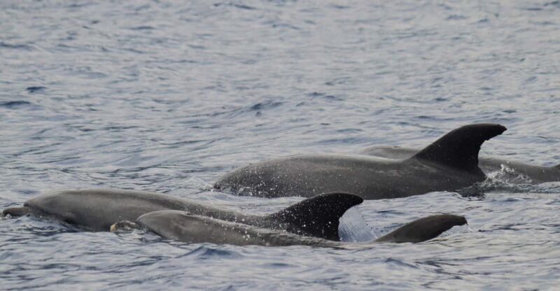 Funchal: Guarantee Wild Dolphin&Whale Watching by RIB - Final Thoughts