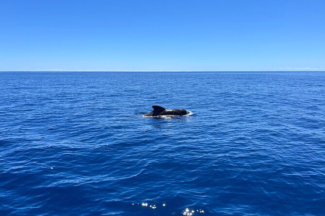 Funchal Half and Full Day Private Sailboat Tour - Value and Practicalities