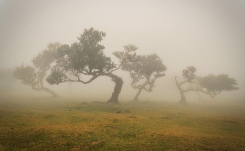 Funchal: Island explorer Madeira by 4X4 North West - The Sum Up