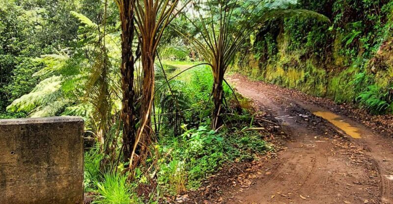 Funchal: Madeira Island 4x4 Private Customizable Tour - What’s Included and What to Consider