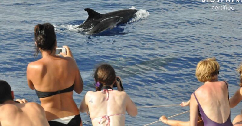 Funchal: Pico Arieiro, Cristo Rei and Dolphins Watching - A Day of Mountains, Coastal Views, and Marine Life
