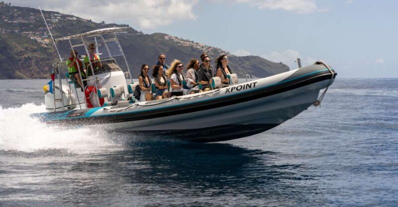 Funchal: RIB Whale Watching Cruise and Optional Dolphin Swim - A Deep Dive into the RIB Whale Watching Tour