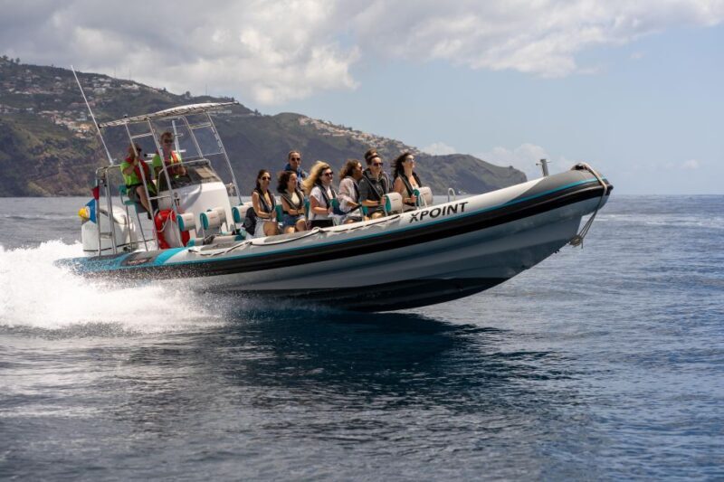 Funchal: RIB Whale Watching Cruise and Optional Dolphin Swim - The Experience in Context