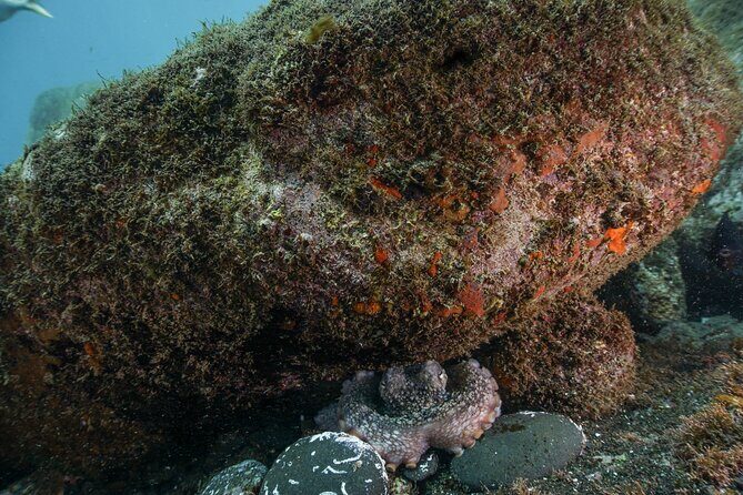 Funchal: Scuba Diving Experience for Beginners - The Experience in Detail