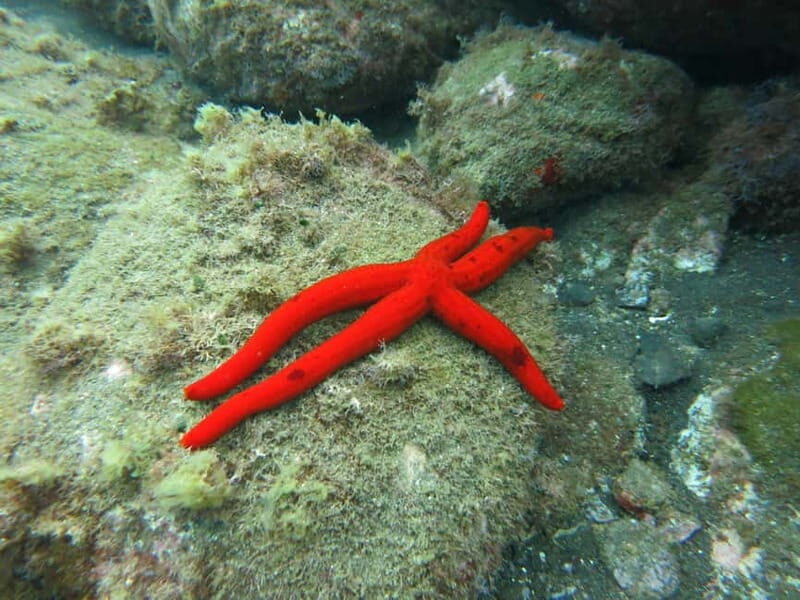 Funchal: Snorkeling Adventure in Eco-Park / Shore or by Boat - The Value of the Experience
