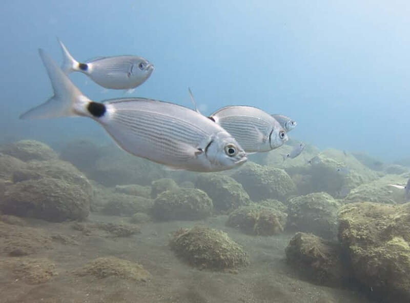 Funchal: Snorkeling Adventure in Eco-Park / Shore or by Boat - Practical Tips for Your Snorkeling Adventure