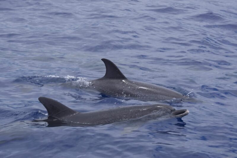 Funchal: Sunset over water by RIB boat +opt Dolphin/Whale - Exploring Madeira from the Water: A Detailed Review
