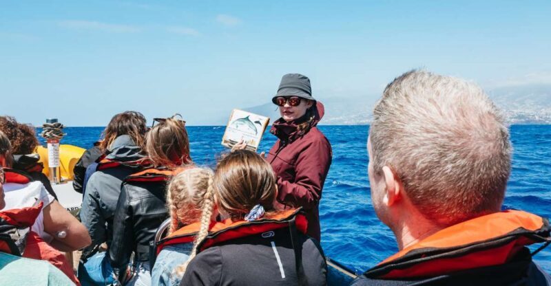 Funchal: Whale and Dolphin Watching Speed Boat Tour - A Detailed Look at the Experience