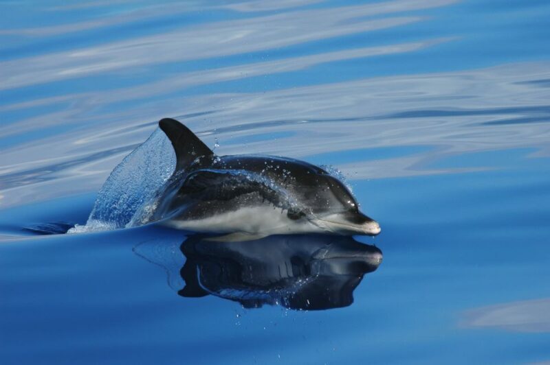 Funchal: Whale and Dolphin Watching Speed Boat Tour - The Sum Up