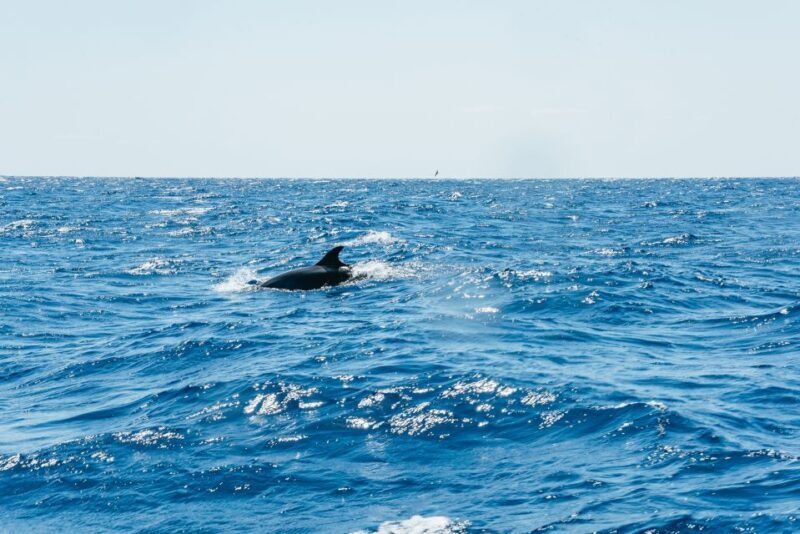 Funchal: Whale and Dolphin Watching Speed Boat Tour - FAQ