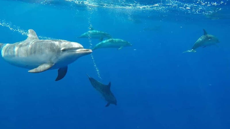 Funchal: Whale Watching and Swimming with Dolphins Cruise - Funchal: Whale Watching and Swimming with Dolphins Cruise