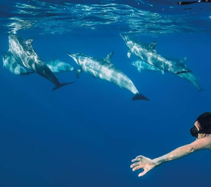 Funchal: Whale Watching and Swimming with Dolphins Cruise - A Step-by-Step Breakdown of the Itinerary