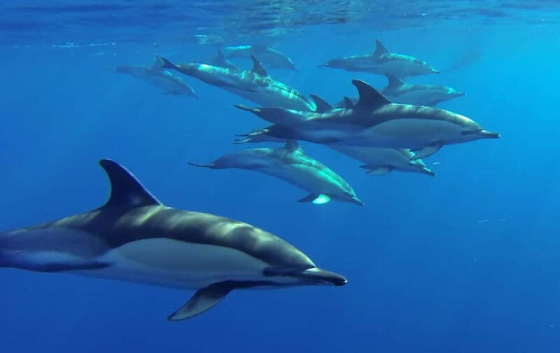 Funchal: Whale Watching and Swimming with Dolphins Cruise - What’s Included and What to Consider