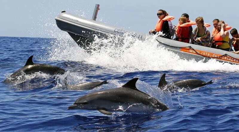 Funchal: Whale Watching and Swimming with Dolphins Cruise - Who Will Love This Tour?