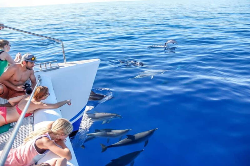 Funchal:Hop-on Hop-off Bus & Whale & Dolphin boat Excursion - A Detailed Look at the Funchal: Hop-On Hop-Off & Whale & Dolphin Excursion