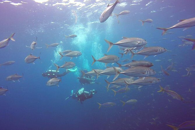 Fundive Catalina Islands (2 dives, only for certified divers) - Key Points