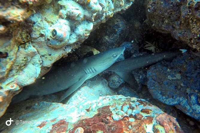 Fundive Catalina Islands (2 dives, only for certified divers) - Final Thoughts