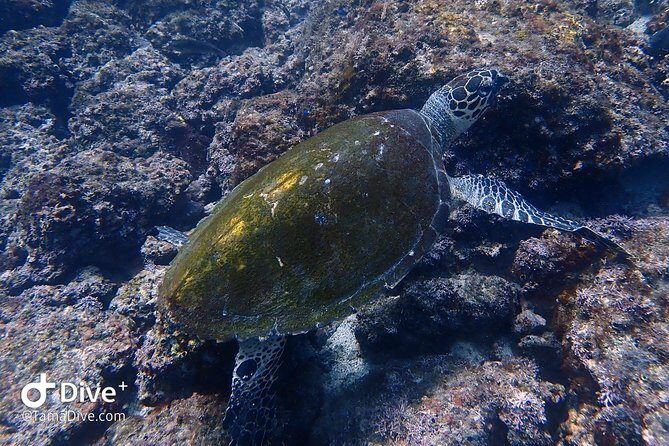 Fundive Catalina Islands (2 dives only for certified divers) - A Closer Look at Fundive Catalina Islands