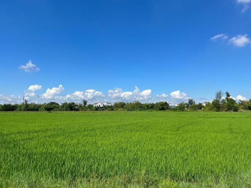 Funny day cycling, Buffalo riding and Basket boat - Exploring Central Vietnam’s Countryside: What You Can Expect