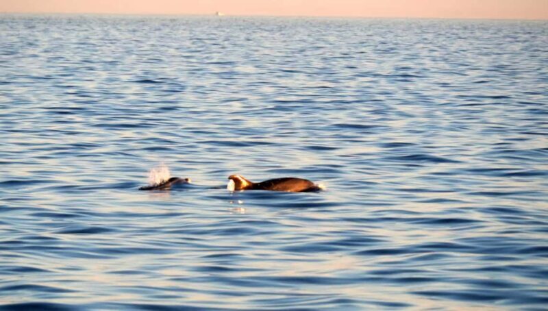 Funtana: Dolphin safari, drinks included - Key Points