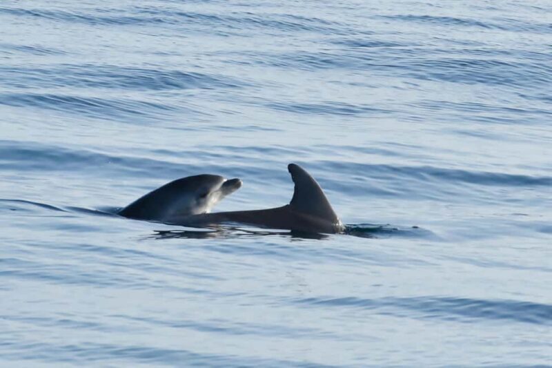 Funtana: Dolphin safari, drinks included - What Travelers Say
