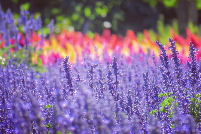 Furano, Biei & Blue Pond Full-day Private Tour (Up to 9~21 pax) - Who Should Book This Tour?