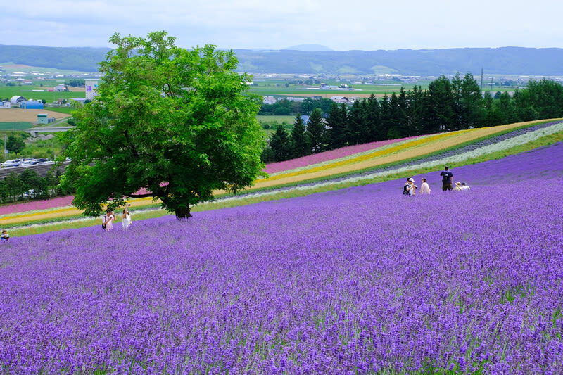Furano & Biei Blue Pond & Shikisai no Oka One-Day Tour | Departing from Sapporo - A long ride to Biei and Furano