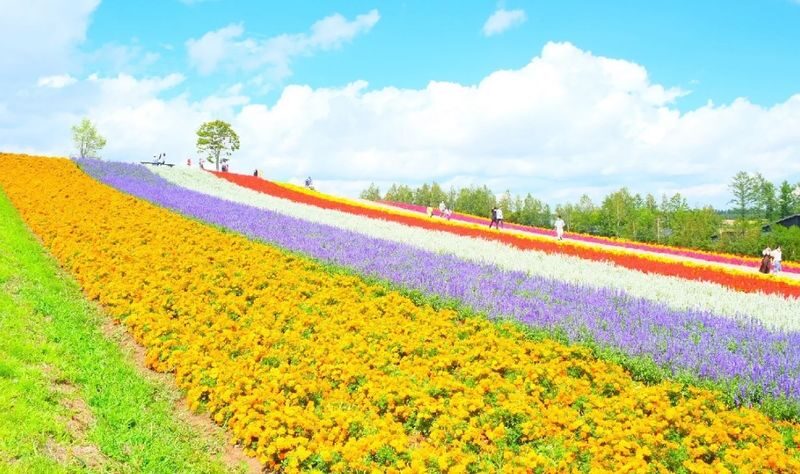 Furano & Biei Blue Pond & Shikisai no Oka One-Day Tour | Departing from Sapporo - Shikisai no Oka: Hokkaido in flower