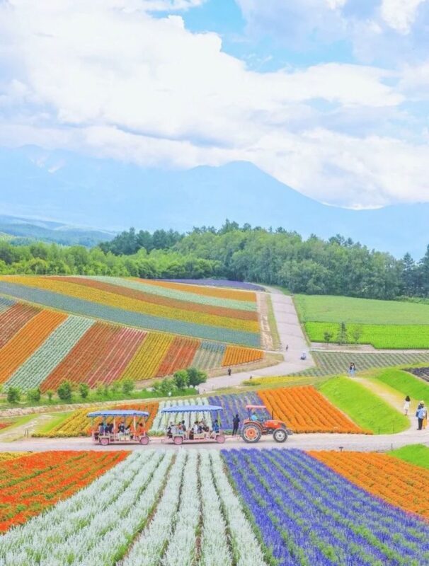 Furano & Biei Blue Pond & Shikisai no Oka One-Day Tour | Departing from Sapporo - What the price buys, and what it does not
