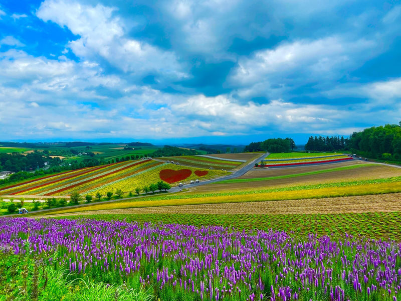 Furano & Biei Chartered One Day Tour: Explore Hokkaidos Beauty - At a glance