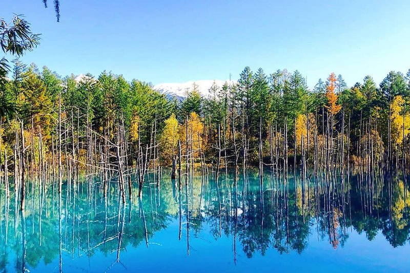 Furano & Biei Chartered One Day Tour: Explore Hokkaidos Beauty - A private route from Sapporo to Biei and Furano