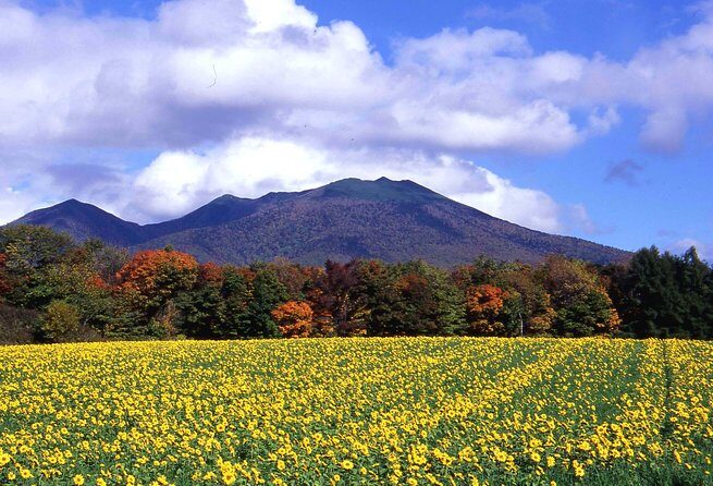 Furano & Biei Customised Private Day Tour (Up to 15 Pax/11 Hours) - Exploring Furano & Biei: A Detailed Look