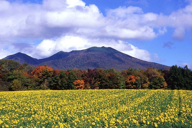 Furano & Biei Customised Private Day Tour (Up to 3 Pax/11 Hours) - A Detailed Look at the Furano & Biei Private Tour