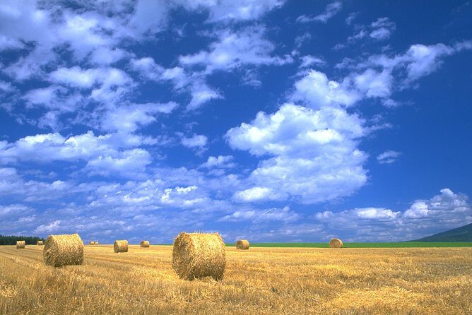 Furano & Biei Customised Private Day Tour (Up to 8 Pax/11 Hours) - A Deep Dive into the Furano & Biei Private Tour