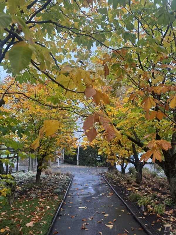 Furano & Biei Seasonal One-Day Tour: Summer Flower Fields, Winter Illumination Romantic Route - Blue Pond and Shirahige Falls