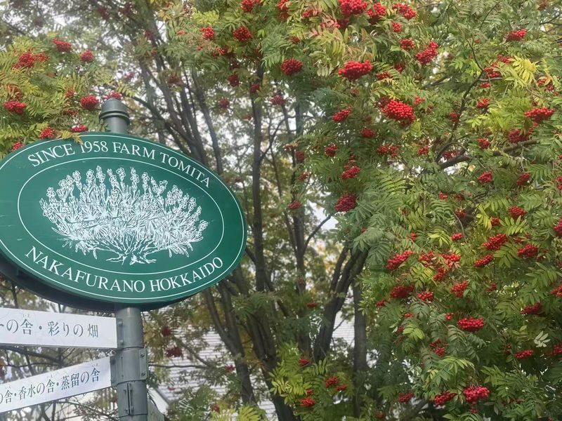 Furano & Biei Seasonal One-Day Tour: Summer Flower Fields, Winter Illumination Romantic Route - What the pace feels like