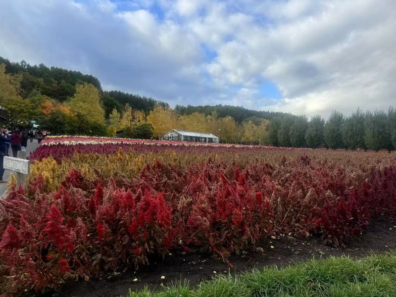 Furano & Biei Seasonal One-Day Tour: Summer Flower Fields, Winter Illumination Romantic Route - Practical details before you book