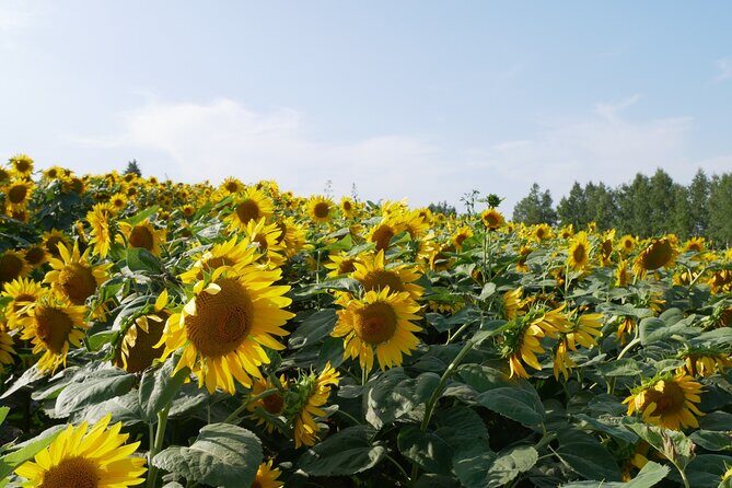 Furano Biei Tour Sapporo DEP: English Speaking Driver, No Guide - Exploring Furano and Biei: A Deep Dive