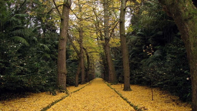 Furnas & Terra Nostra Gardens Biologist-guided Tour +lunch - What the Reviews Say