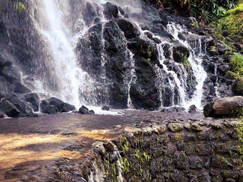 Furnas Volcano Wonders, Tea Plantation & Waterfall Tour - Visiting Gorreana Tea Plantation: Europe’s Only Remaining Organic Tea Farm