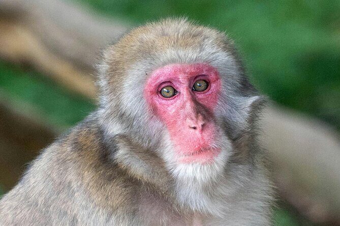 Fushimi Inari - Arashiyama: Torii Gates, Bamboo, Monkeys & Secret - Practical Details and What to Expect