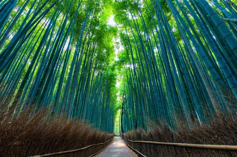 Fushimi Inari-Taisha | Arashiyama |Kiyomizu-Dera Day Tour from Kyoto - The useful details at a glance
