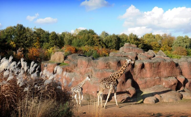 GaiaZOO Entry Ticket - Key Points