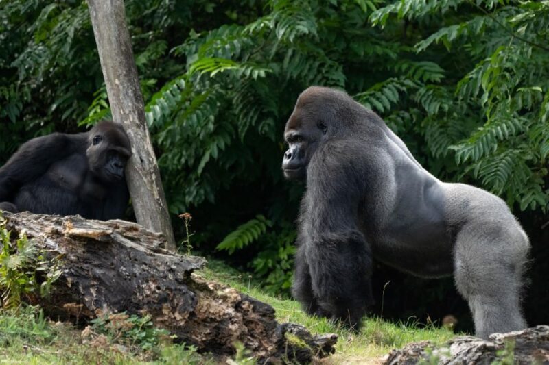 GaiaZOO Entry Ticket - Exploring GaiaZOO: A Natural Adventure in Limburg