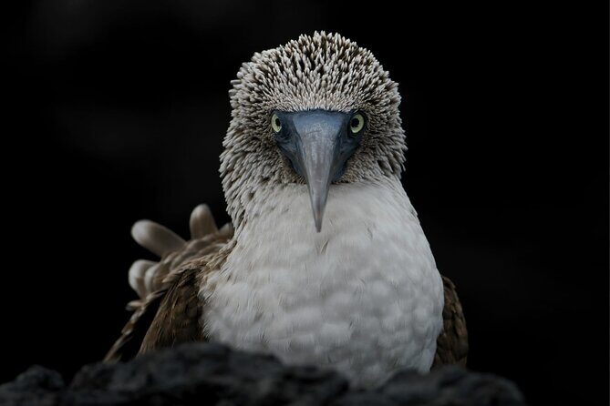Galapagos Enchanting 3 Islands (5 Days) - Discover the Galapagos in Five Days: An Authentic Naturalist Adventure